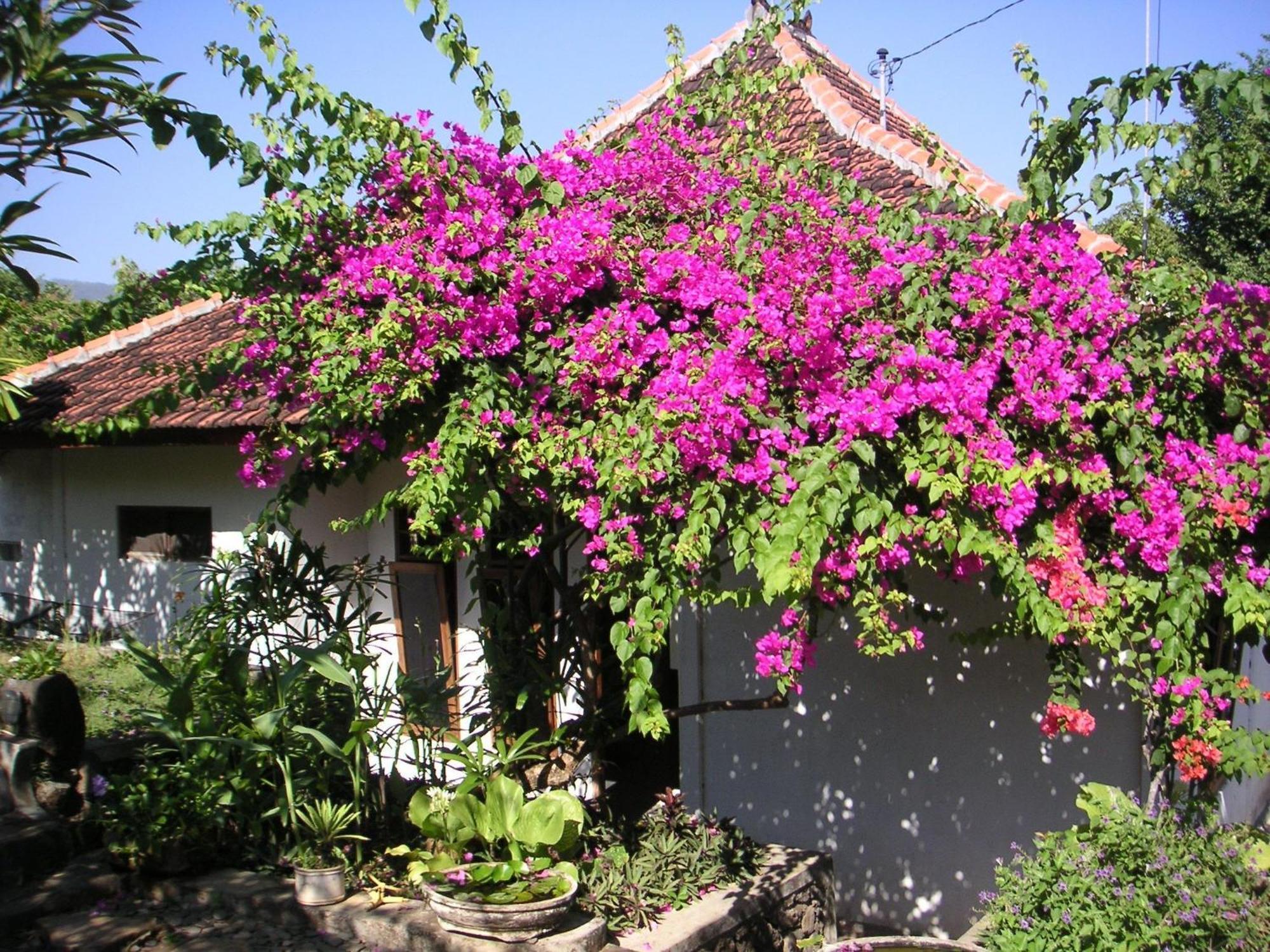 Sananda Bungalow Lovina  Exterior photo
